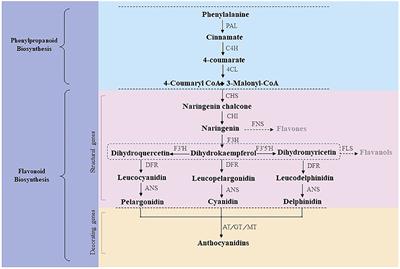 Transcriptome analysis reveals chrysanthemum flower discoloration under high-temperature stress
